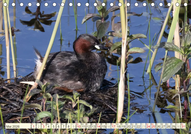 Vögel am Wasser