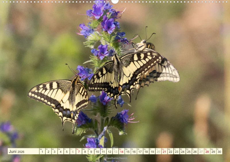 Schmetterlinge