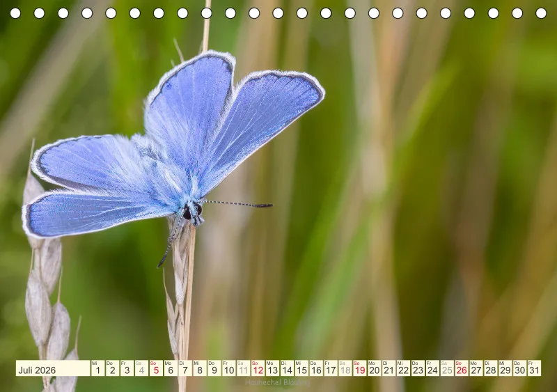 Schmetterlinge