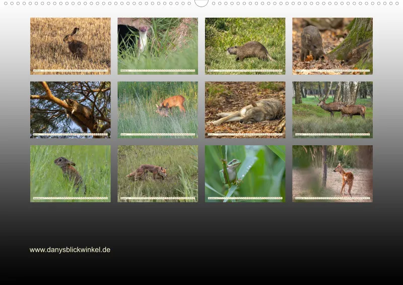 Wildtiere