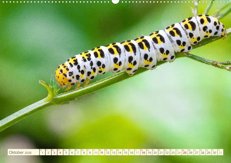 Insekten