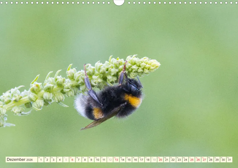 Bienen/Hummeln