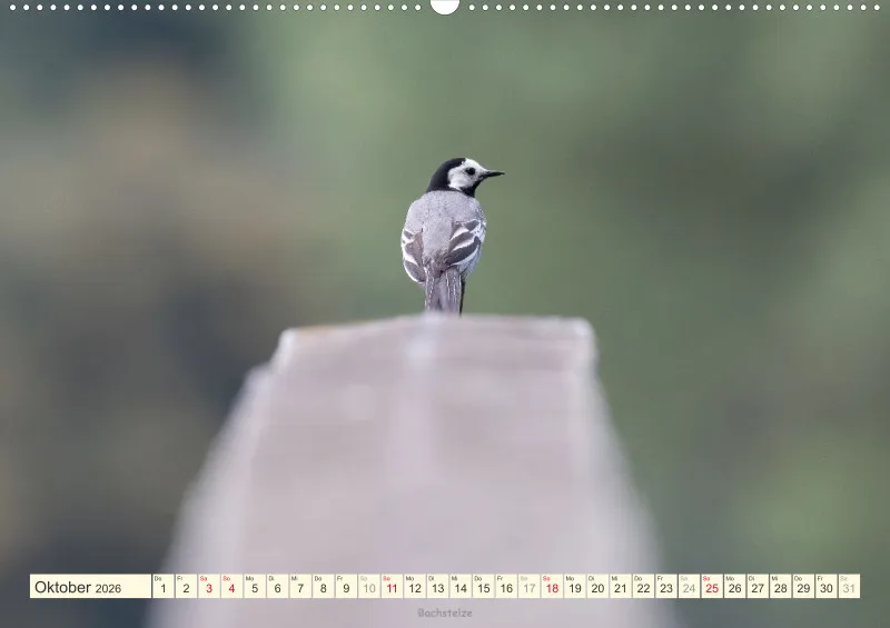Vögel I