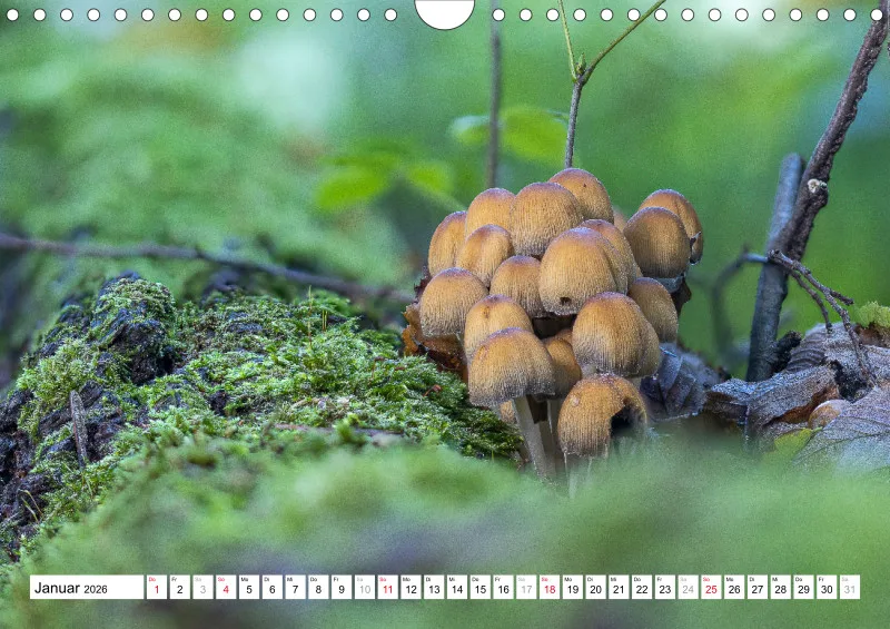 Pilze