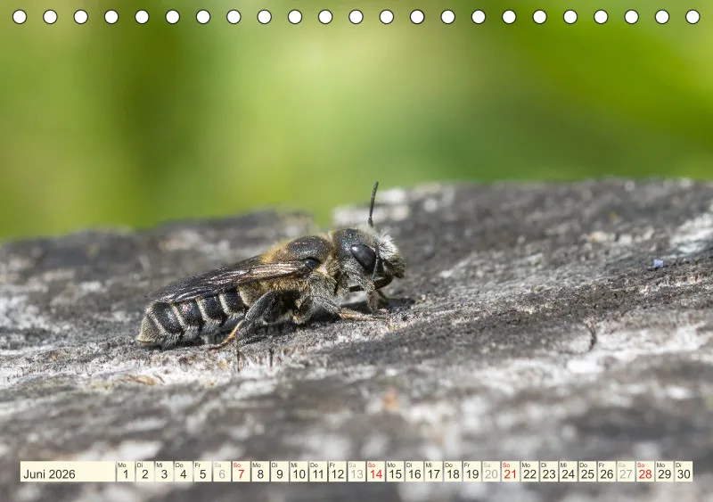 Bienen/Hummeln