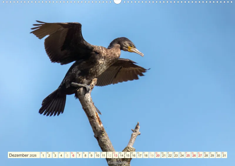 Vögel am Wasser