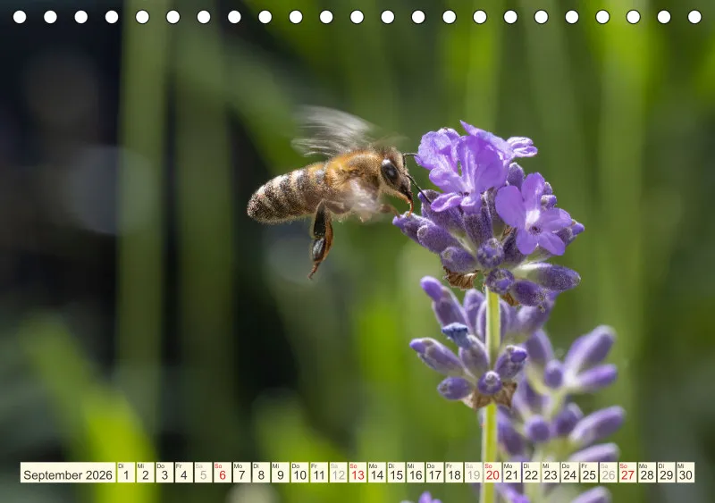 Bienen/Hummeln