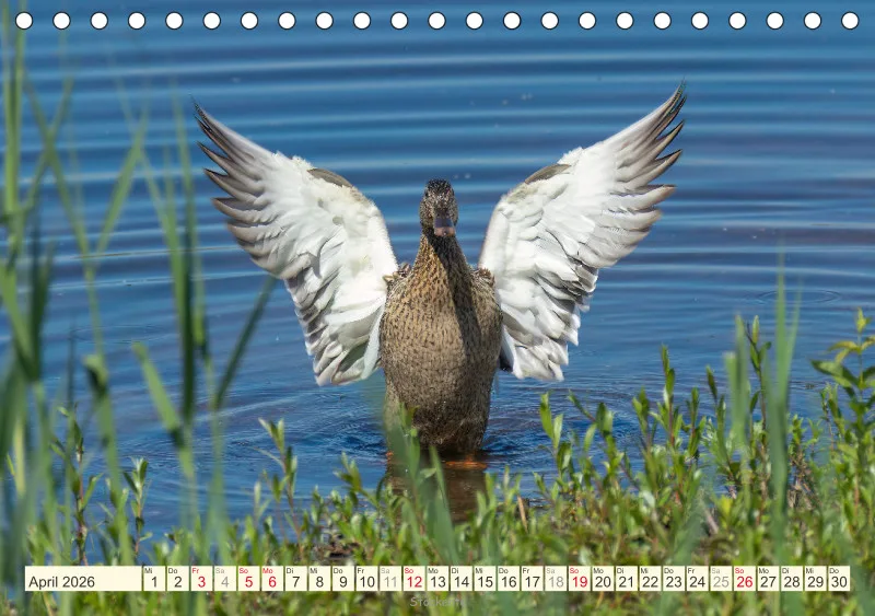 Vögel am Wasser