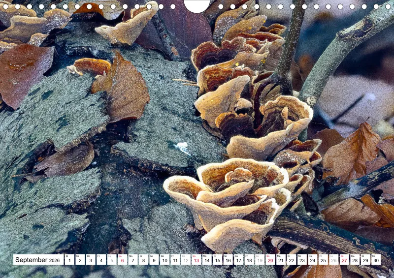 Pilze