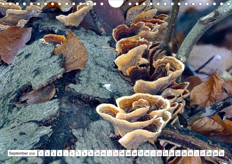 Pilze