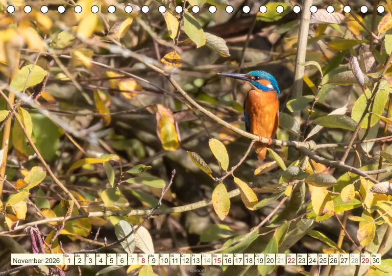 Vögel I