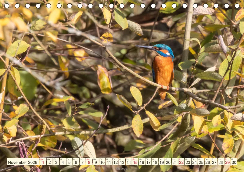 Vögel I