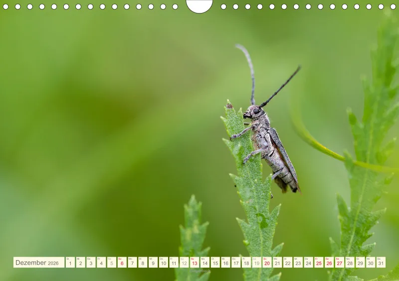 Insekten