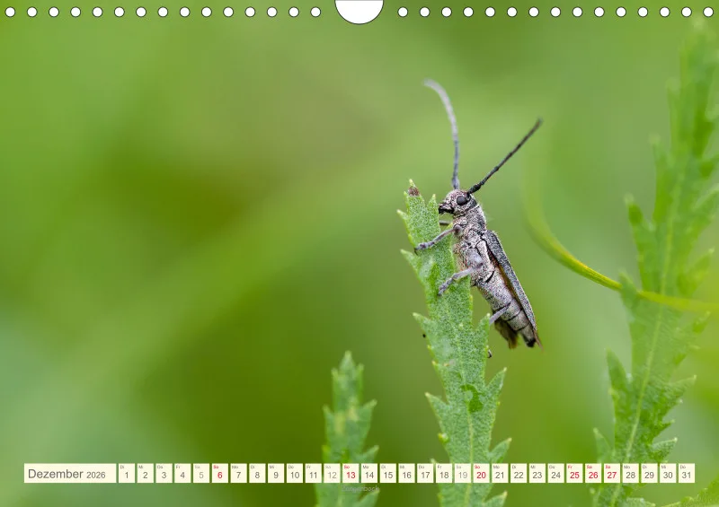 Insekten