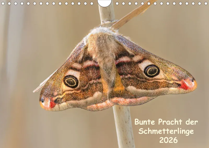 Schmetterlinge
