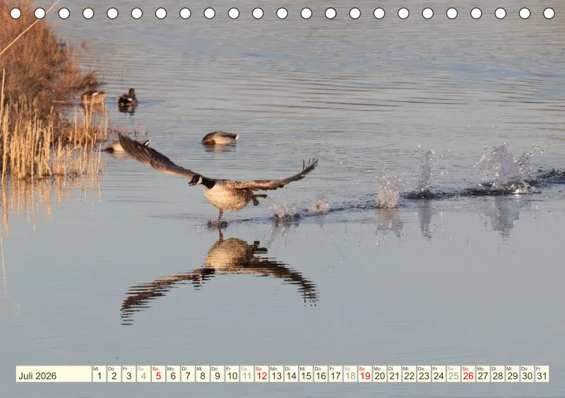 Vögel am Wasser
