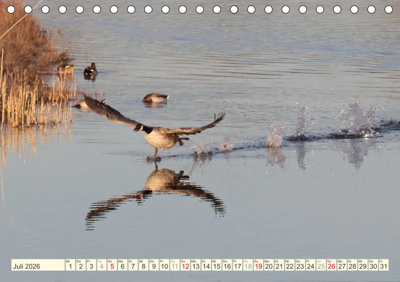 Vögel am Wasser