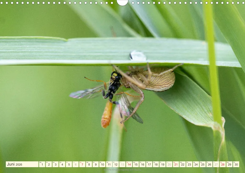 Spinnen