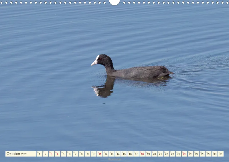 Vögel am Wasser