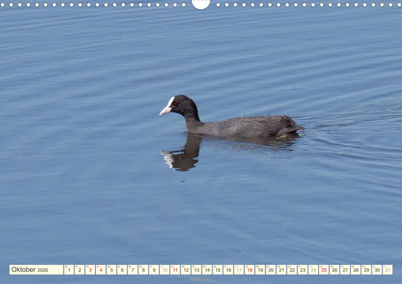 Vögel am Wasser