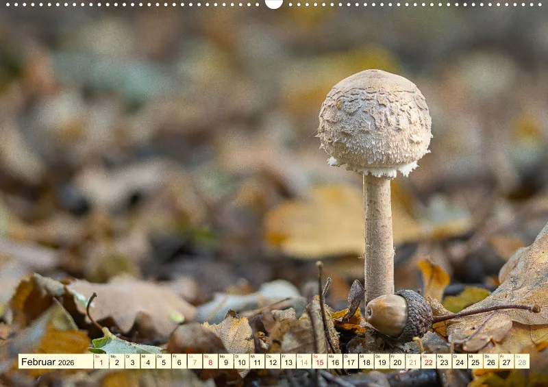 Pilze