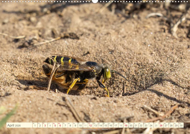Insekten