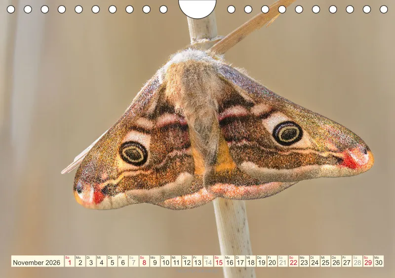 Schmetterlinge
