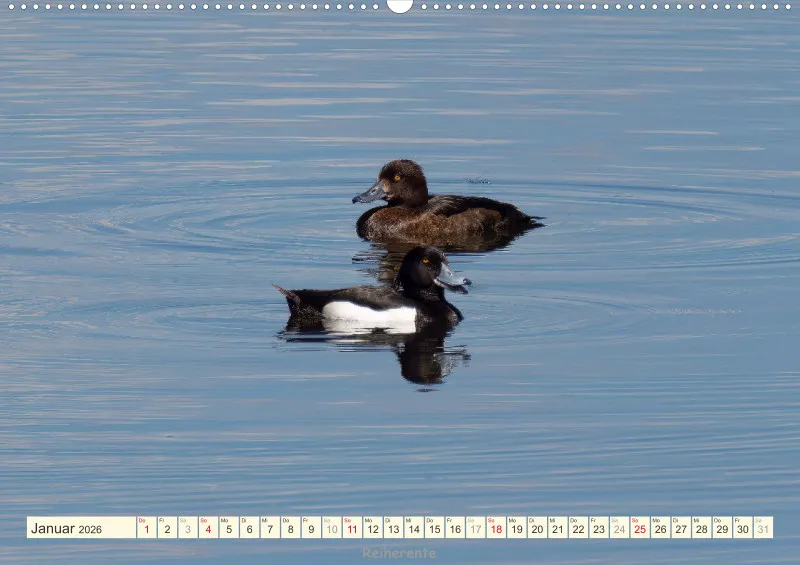 Vögel am Wasser