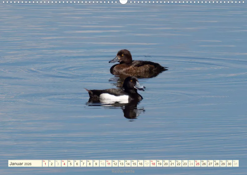 Vögel am Wasser