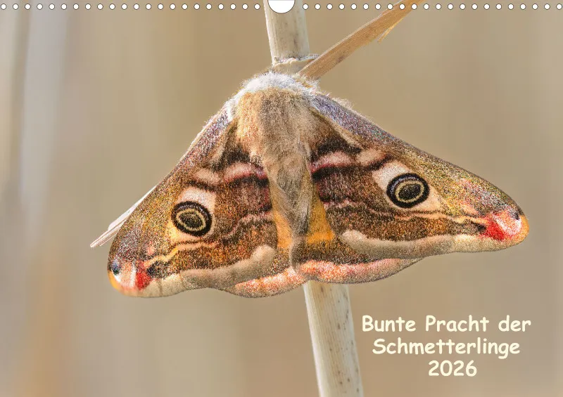 Schmetterlinge