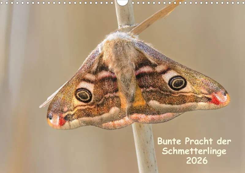 Schmetterlinge