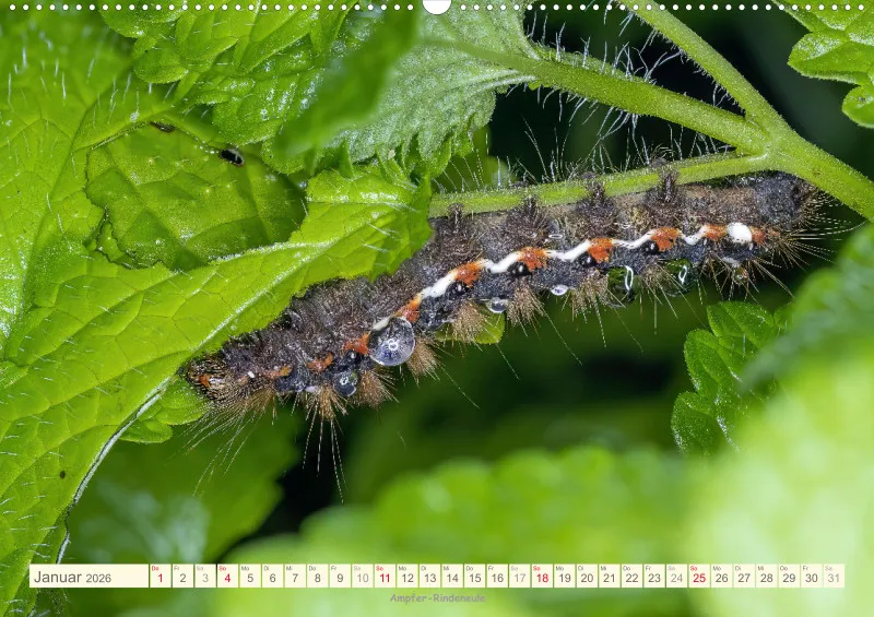Insekten