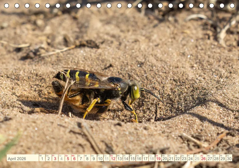 Insekten