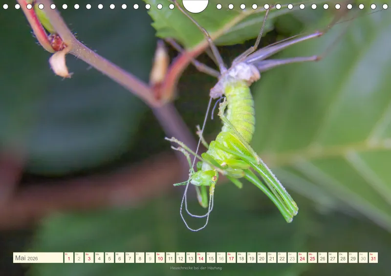 Insekten