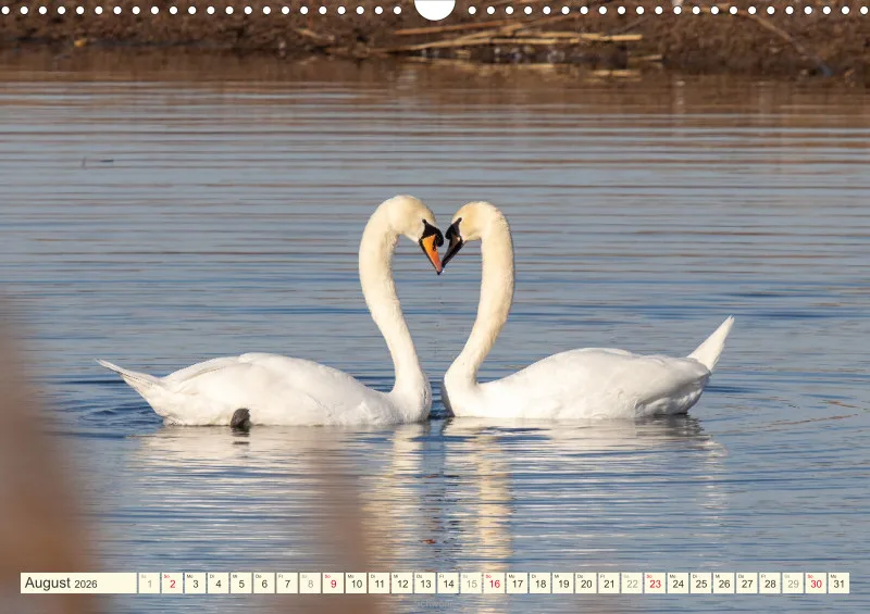 Vögel am Wasser