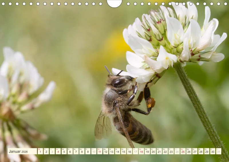 Bienen/Hummeln