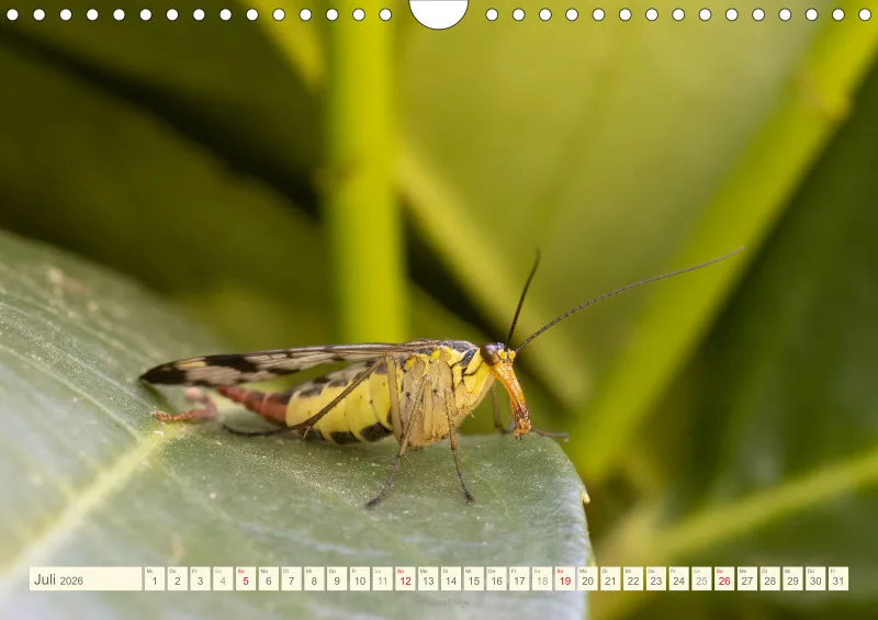 Insekten