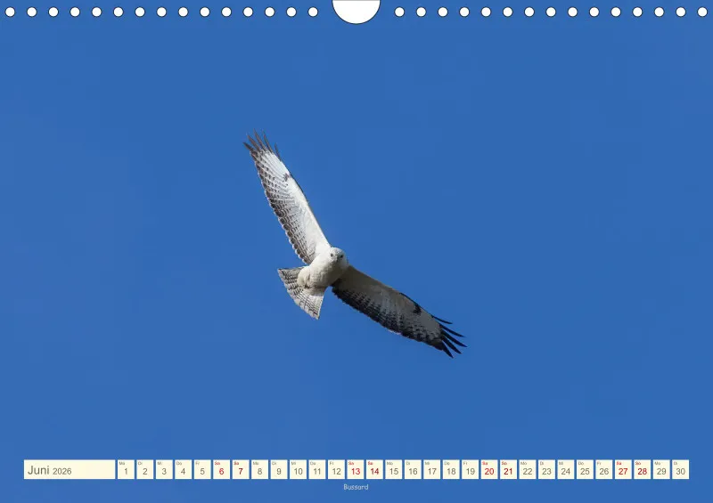 Vögel II