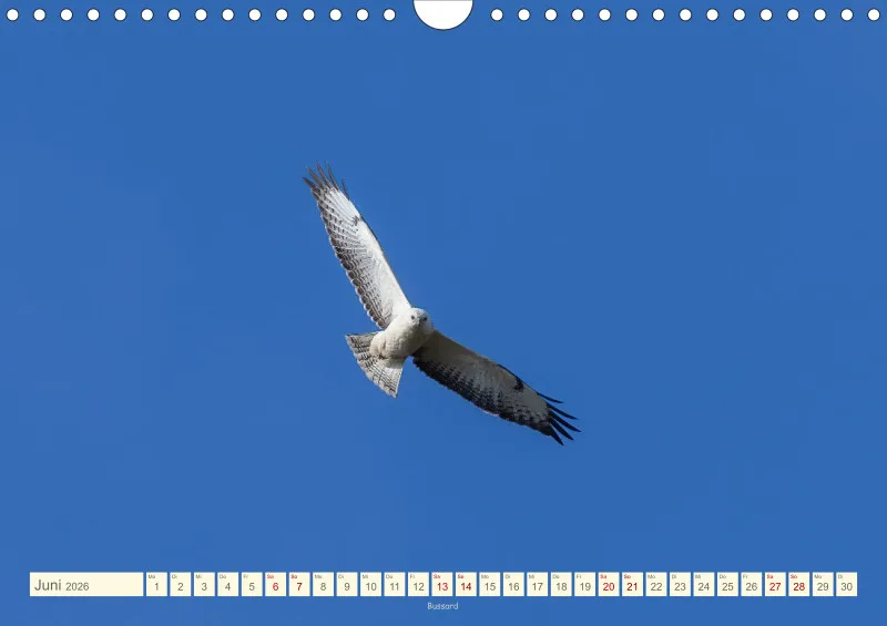 Vögel II