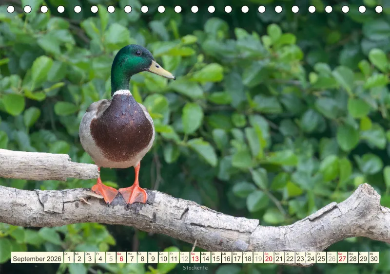 Vögel am Wasser
