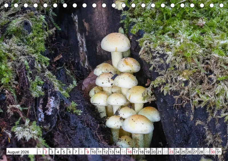 Pilze