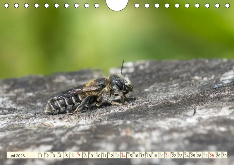 Bienen/Hummeln