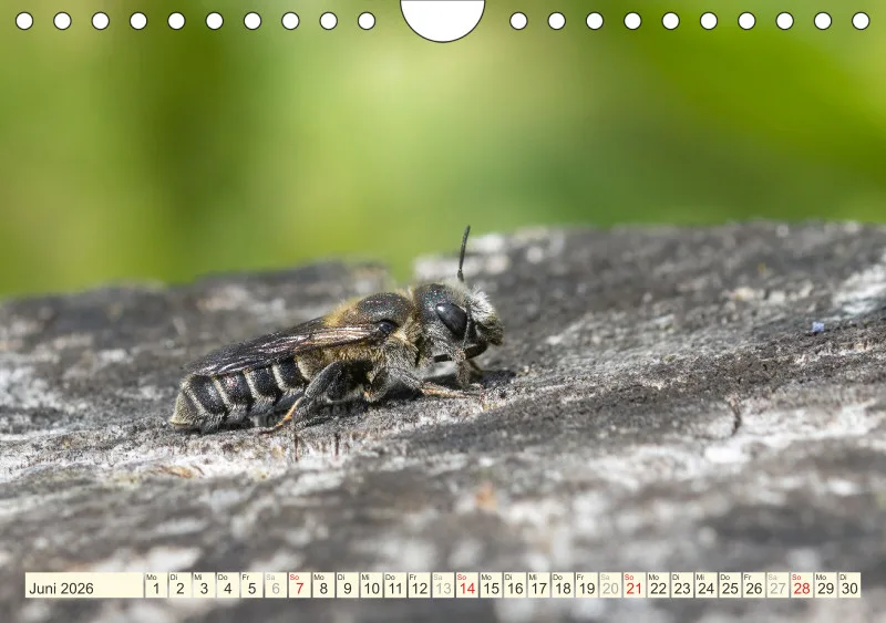 Bienen/Hummeln