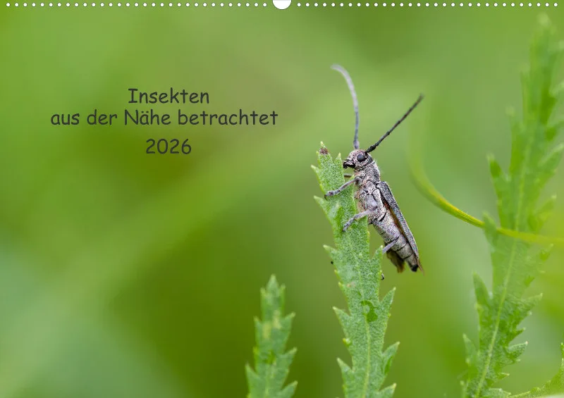Insekten