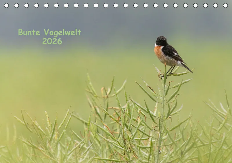 Vögel I