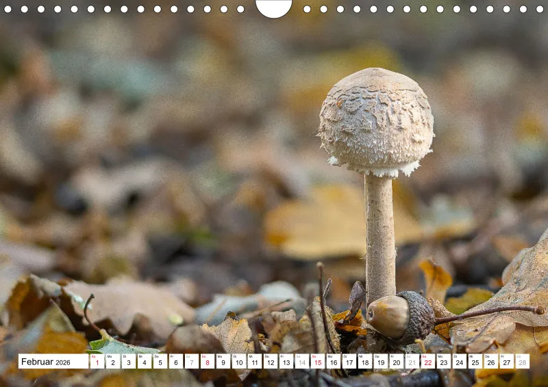 Pilze
