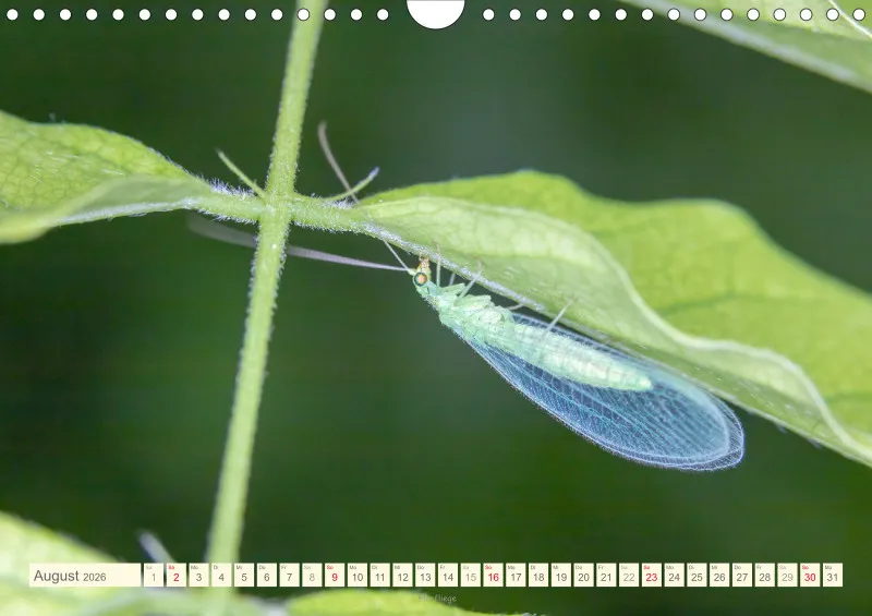 Insekten