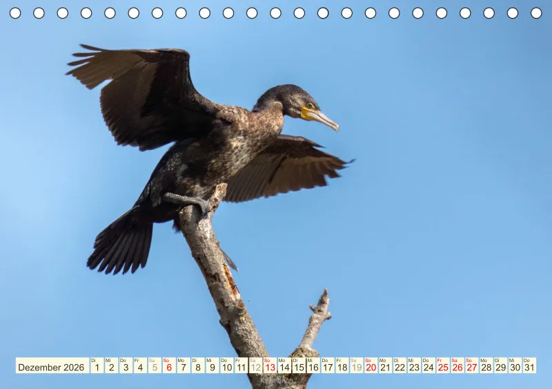 Vögel am Wasser