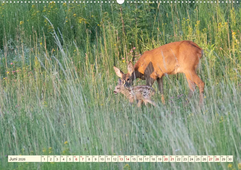 Wildtiere