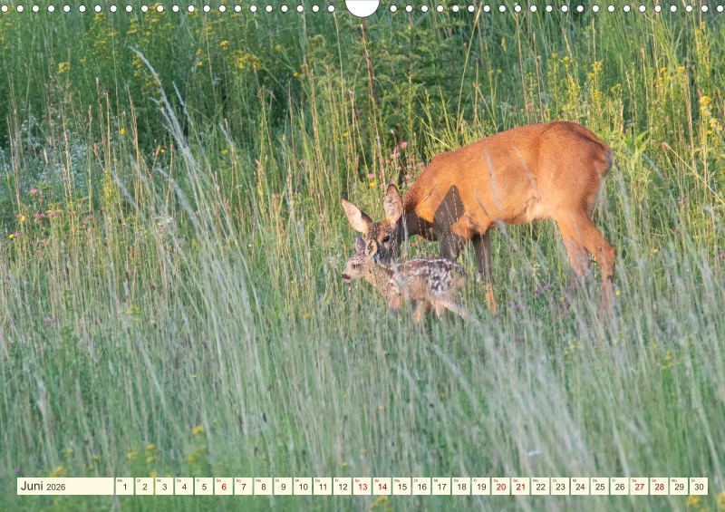 Wildtiere